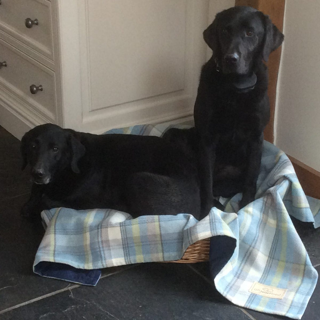 LUCY & MOLLY LOVING THEIR NEW BLANKET